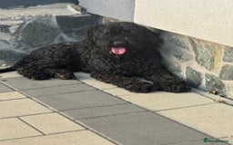 Hungarian Puli dogs for adoption: Beautiful Snoopy needs hugs! - Image 13