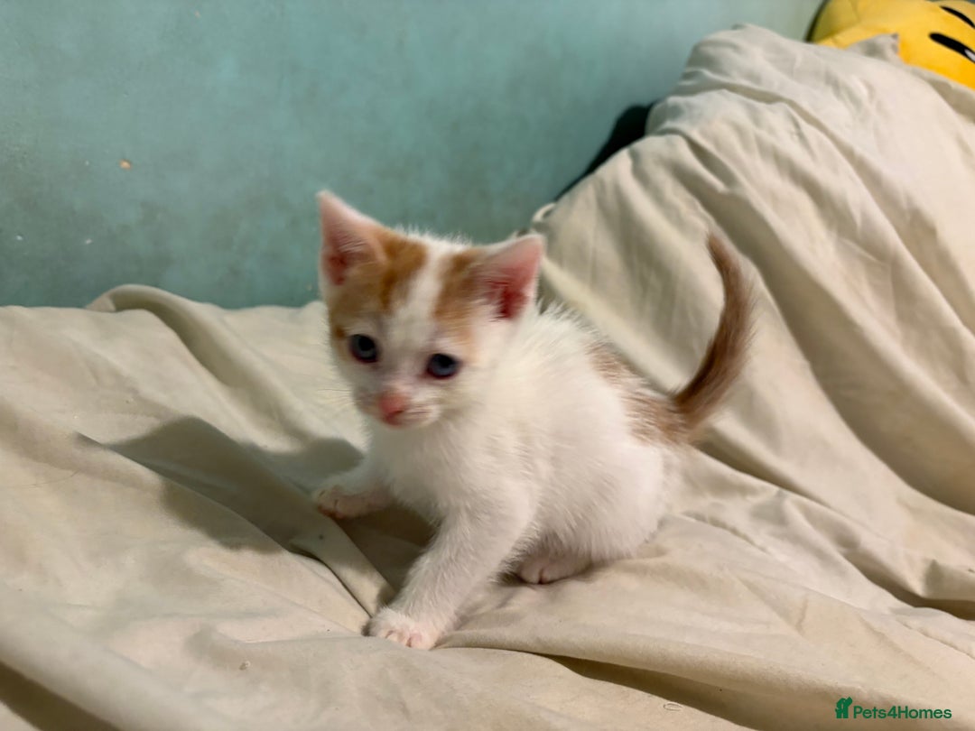 Domestic Shorthair cats for sale: Domestic Shorthairs - 6 Left - Advert 19