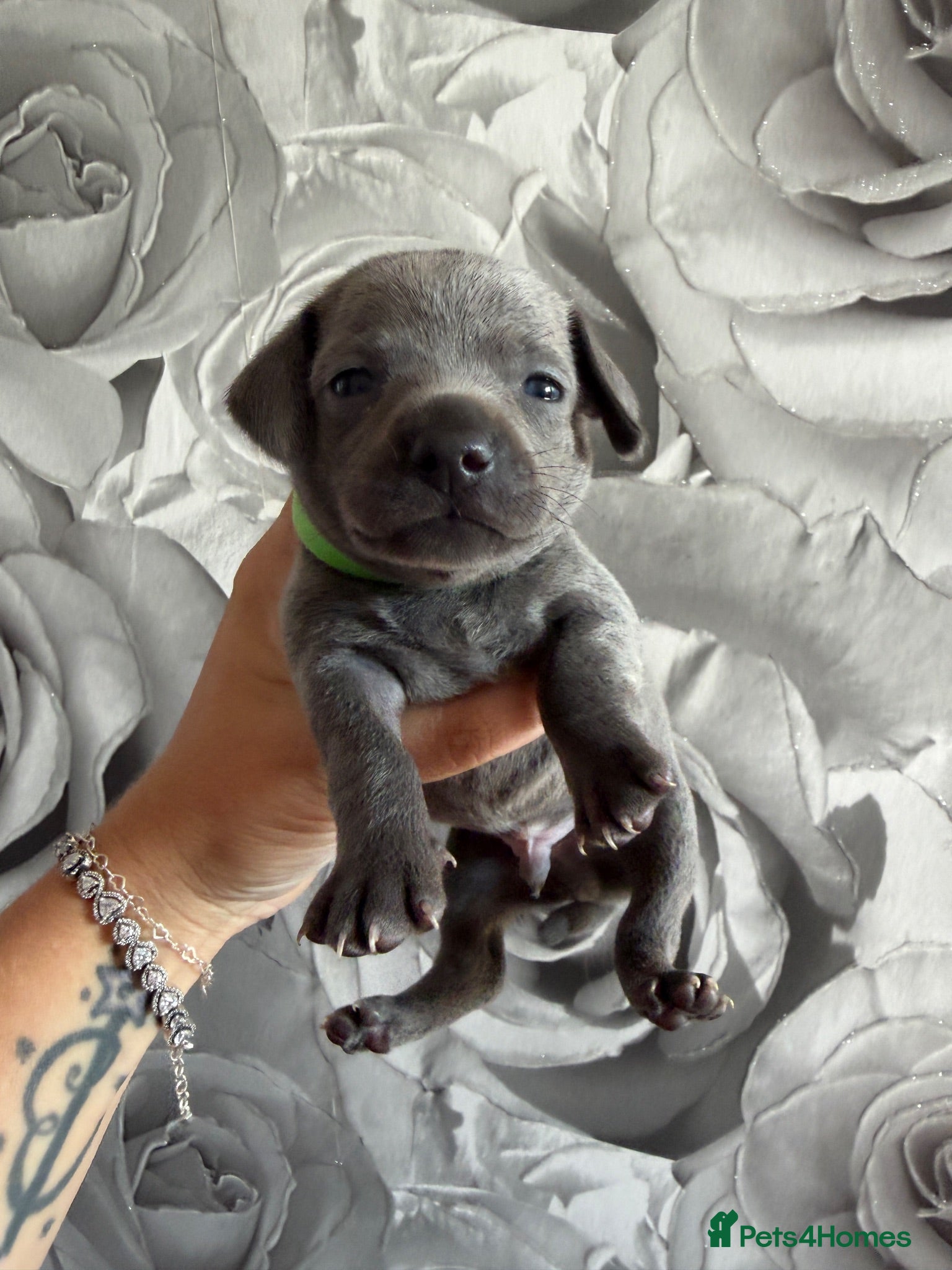 Chiweenie dogs Chiweenie chihuahua dachshund pups  - Advert 2