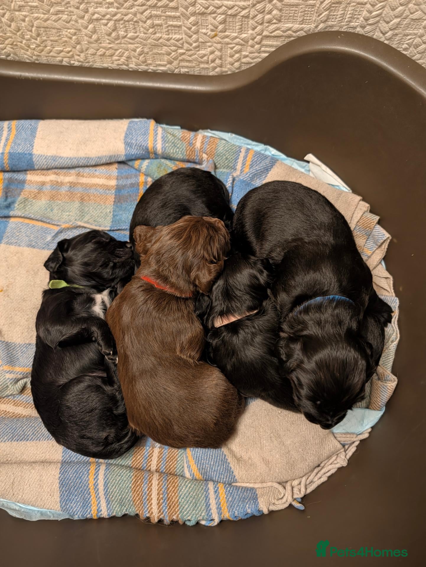 Cocker Spaniel dogs Cocker spaniel puppies - Advert 1
