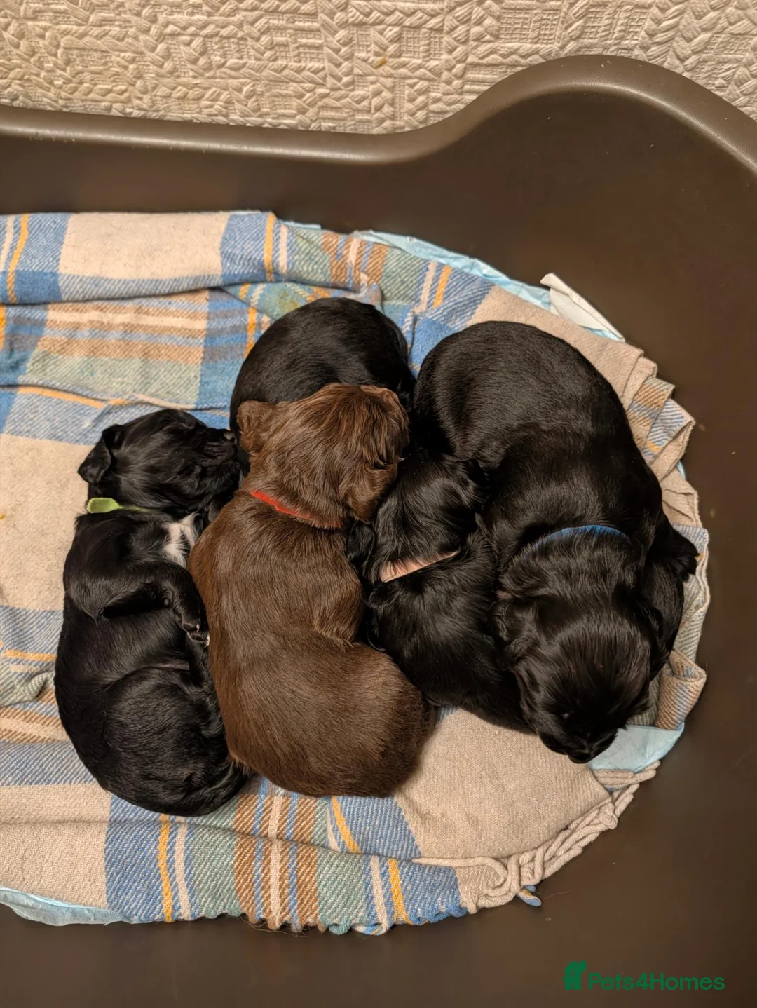 Cocker Spaniel dogs for sale: Cocker spaniel puppies in Avoch - Advert 1