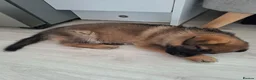 German Shepherd dogs for sale: 2x Female German Shephard puppies - Advert 10