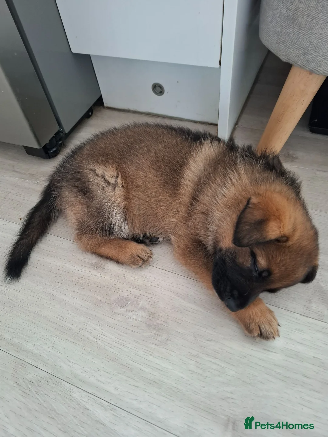 German Shepherd dogs for sale: 2x Female German Shephard puppies - Advert 10