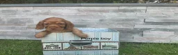 Cocker Spaniel dogs for sale: Fox red working cocker spaniels in Ingatestone - Advert 9