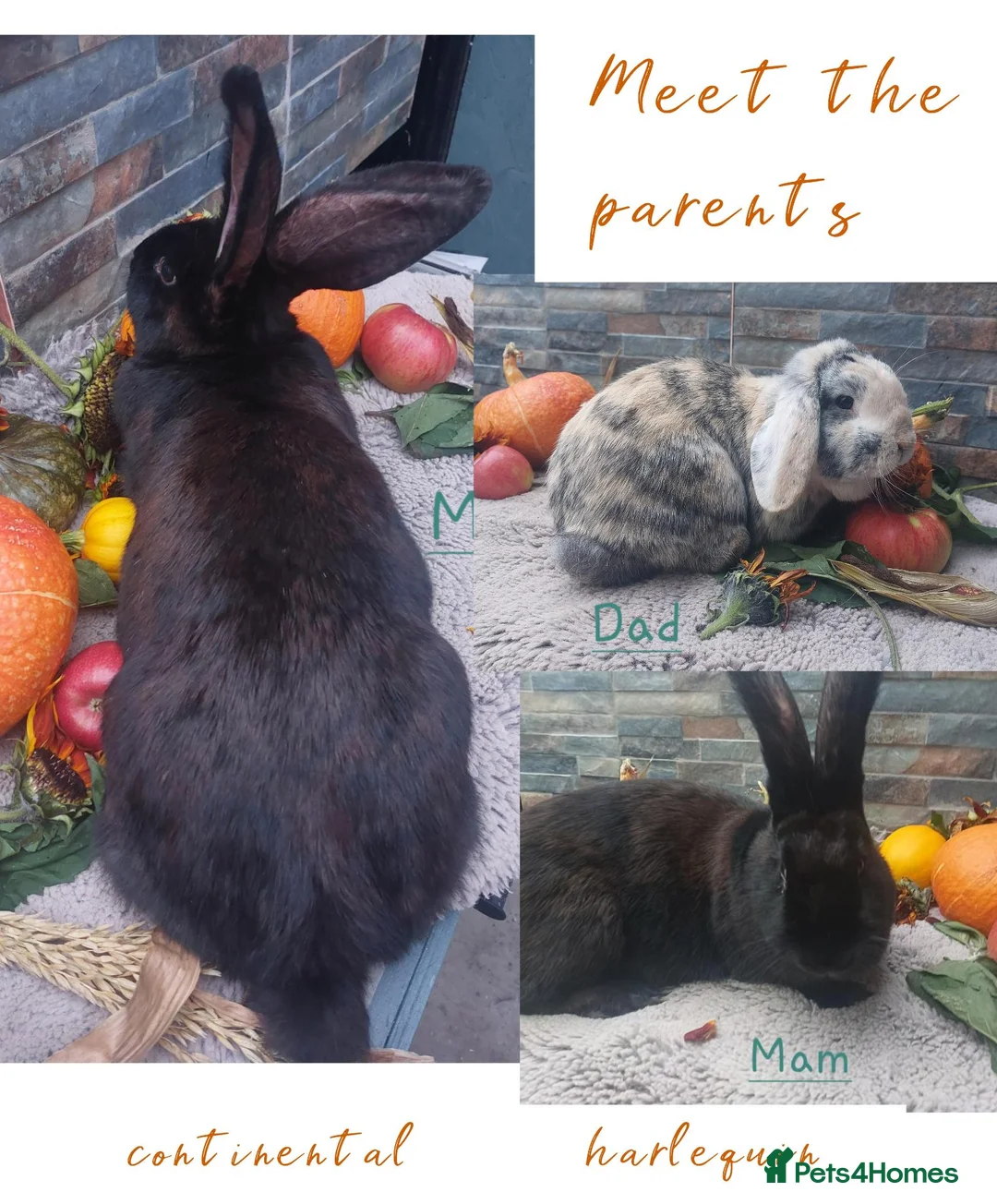 Continental Giant rabbits for sale: 🍂🍁 continental/harlequin 🍁🍂 - Advert 9