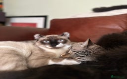 Sphynx cats for sale: Sphynx Brothers  - Image 2