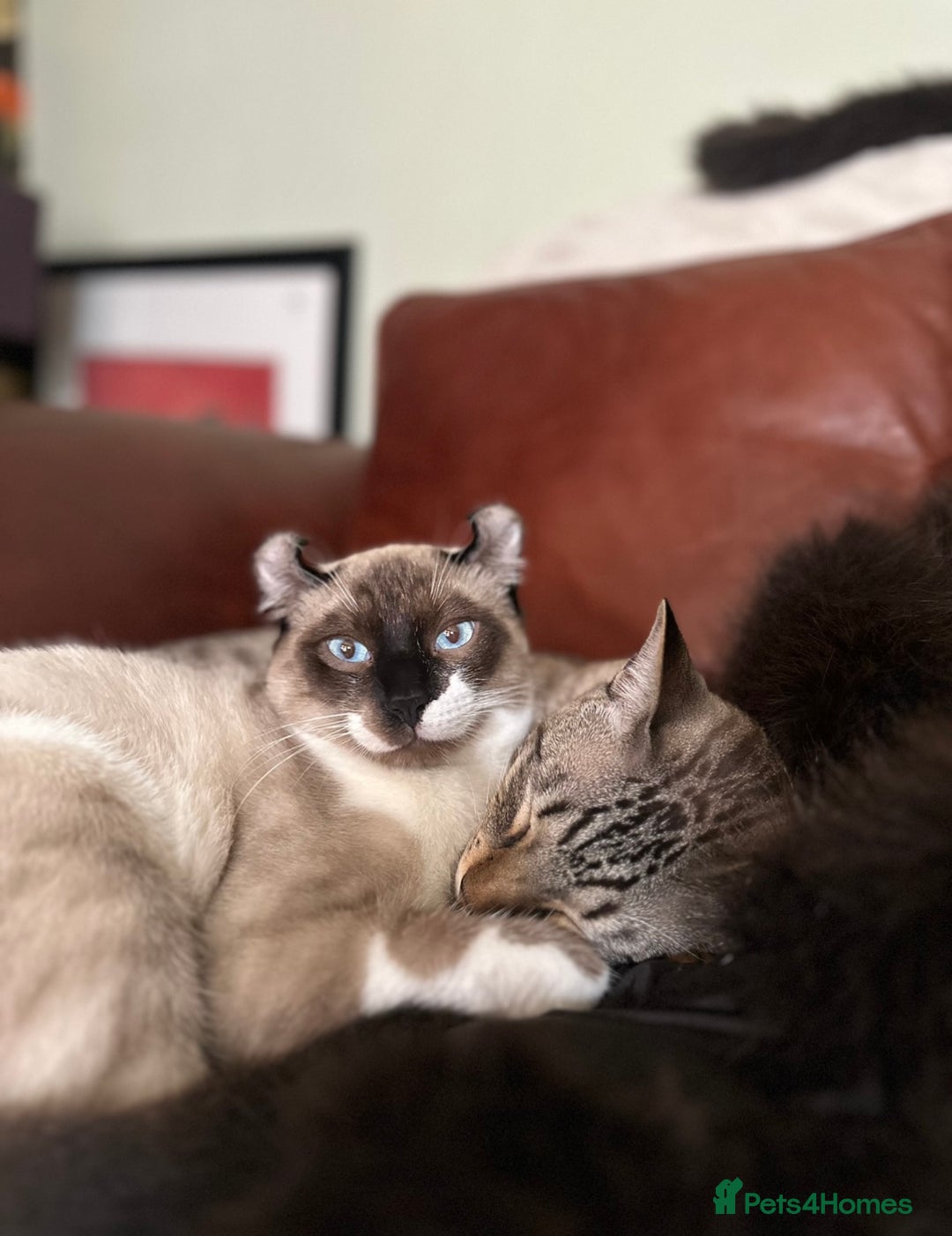 Sphynx cats for sale: Sphynx Brothers  - Image 2