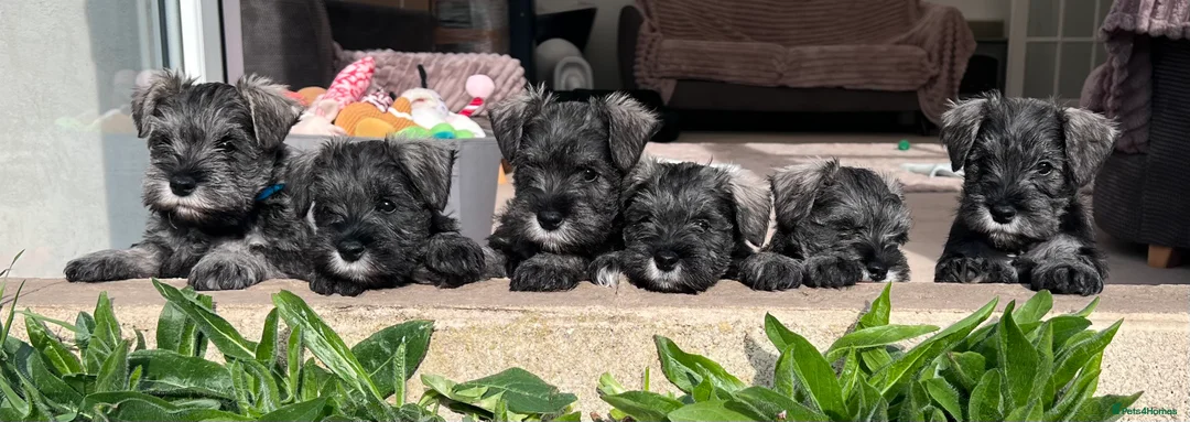 Miniature Schnauzer dogs for stud: 5th gen kc registered miniature schnauzer stud in Doncaster - Advert 5