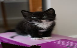Domestic Shorthair cats for sale: Friendly kittens looking for new families - Image 5