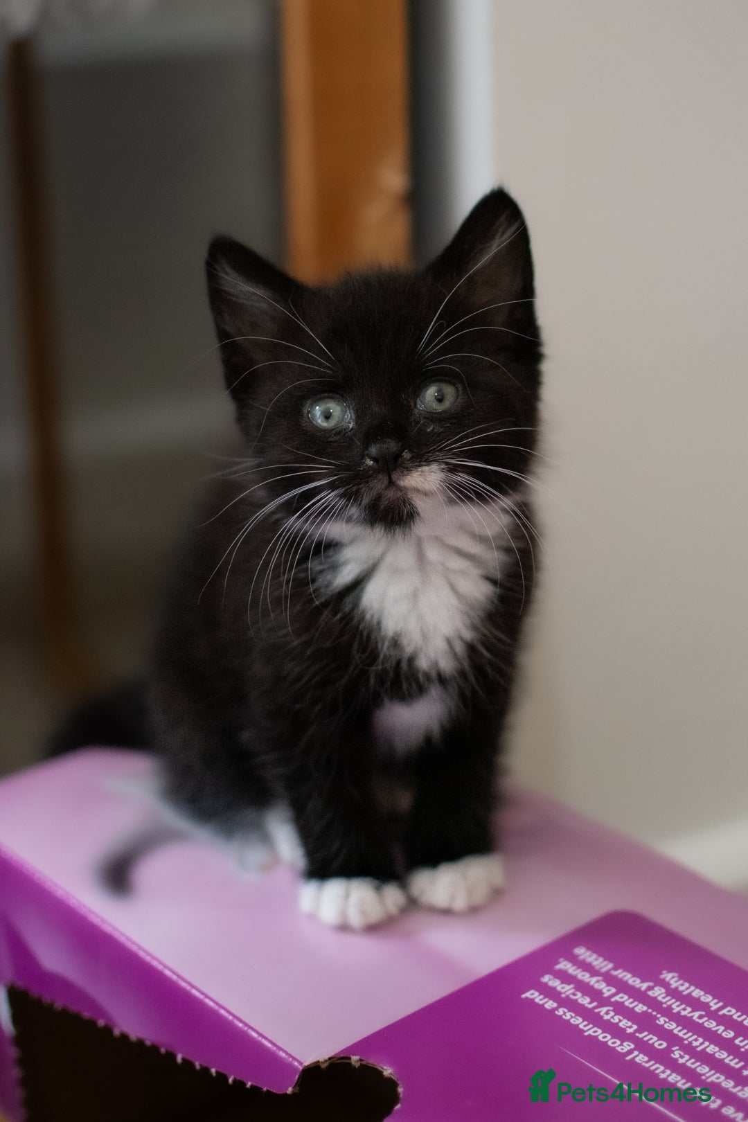 Domestic Shorthair cats for sale: Friendly kittens looking for new families - Image 5