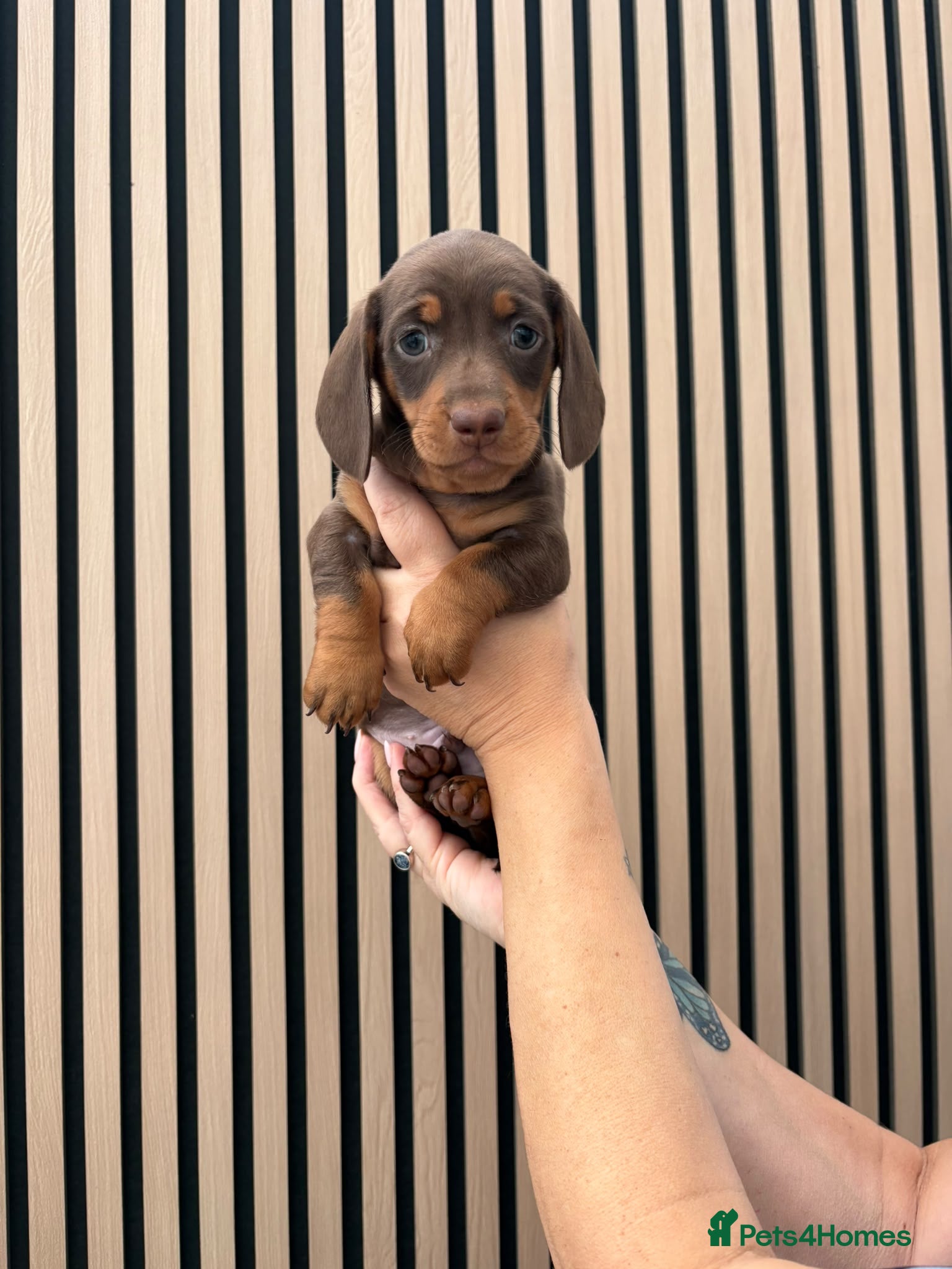 Miniature Dachshund dogs Miniature dachshund ‼️Reduced ‼️ - Advert 2