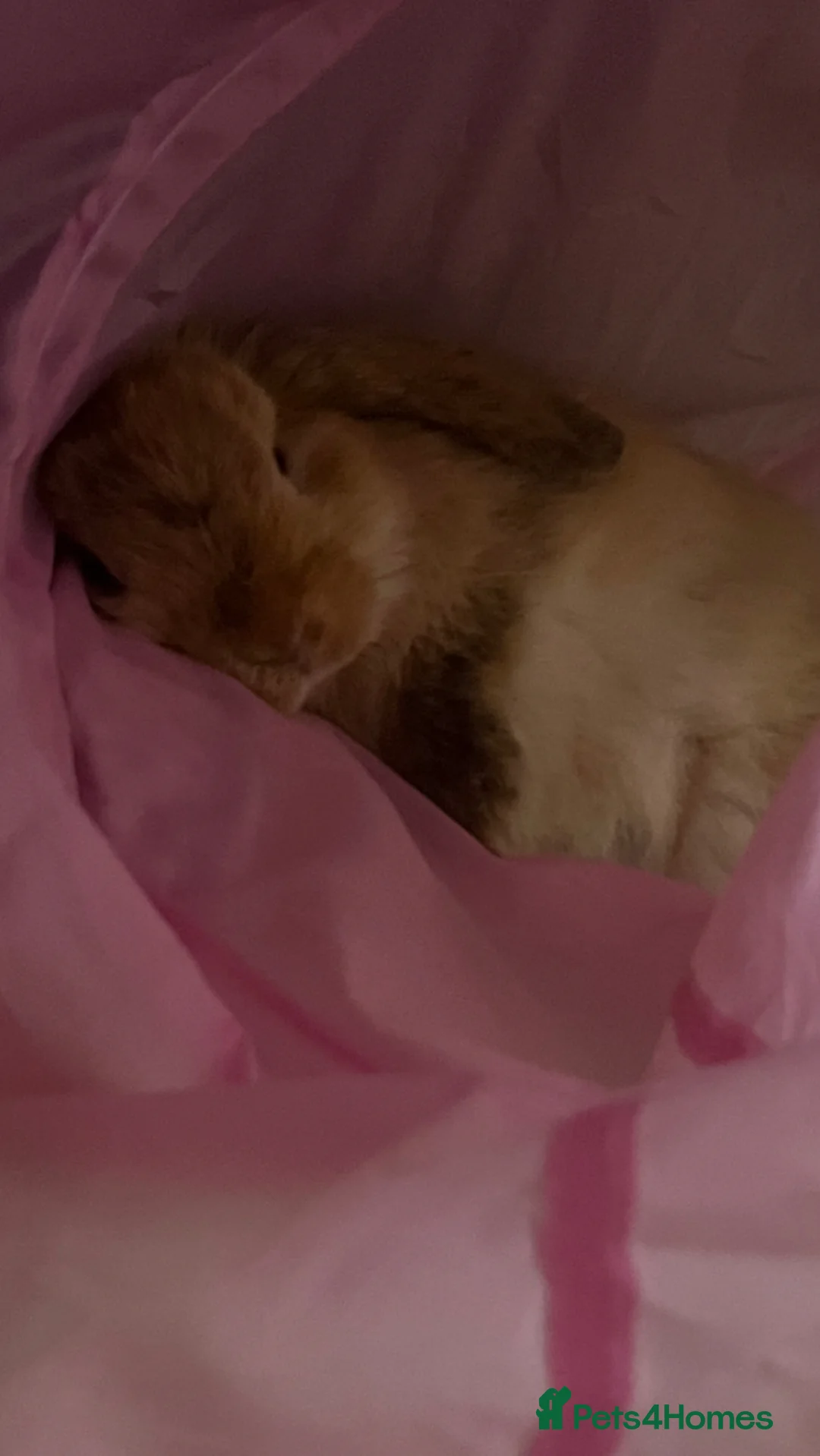 Mini Lop rabbits for sale: Coco Mini lop female bunny  - Advert 2