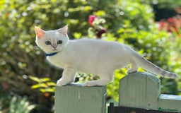 British Shorthair cats for sale: Colourpoints BSH active & non-active available - Image 5