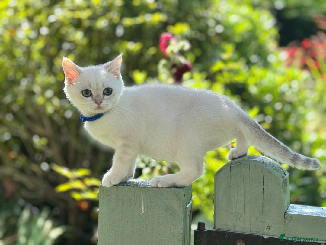 British Shorthair cats for sale: Colourpoints BSH active & non-active available - Image 5