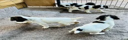 English Springer Spaniel dogs for sale: KC REGISTERED ENGLISH SPRINGER SPANIELS  - Advert 22