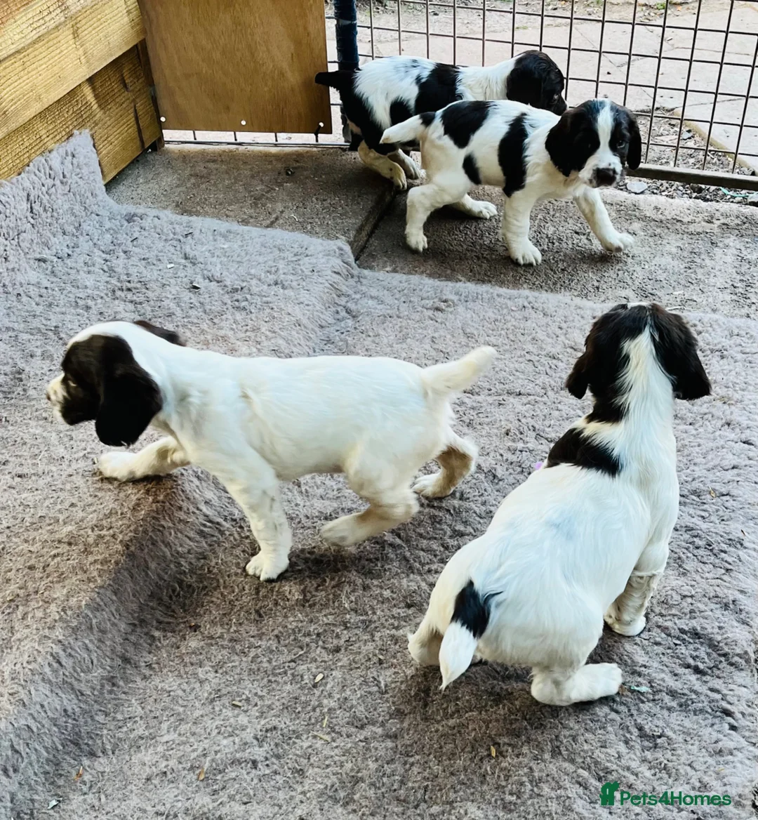 English Springer Spaniel dogs for sale: KC REGISTERED ENGLISH SPRINGER SPANIELS  - Advert 22