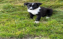 Border Collie dogs for sale: Gorgeous collie puppies  - Image 2