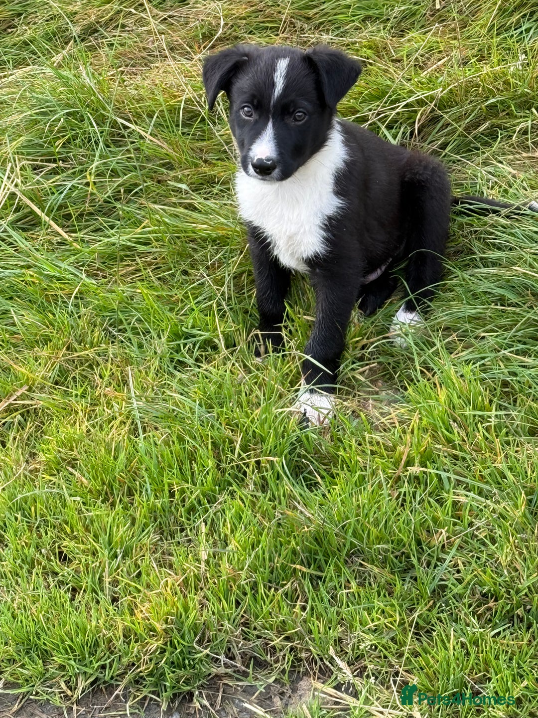 Border Collie dogs for sale: Gorgeous collie puppies  - Image 2