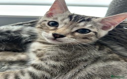 Bengal cats for sale: Bengal Kitten for Sale – Playful and Independent!  - Image 1
