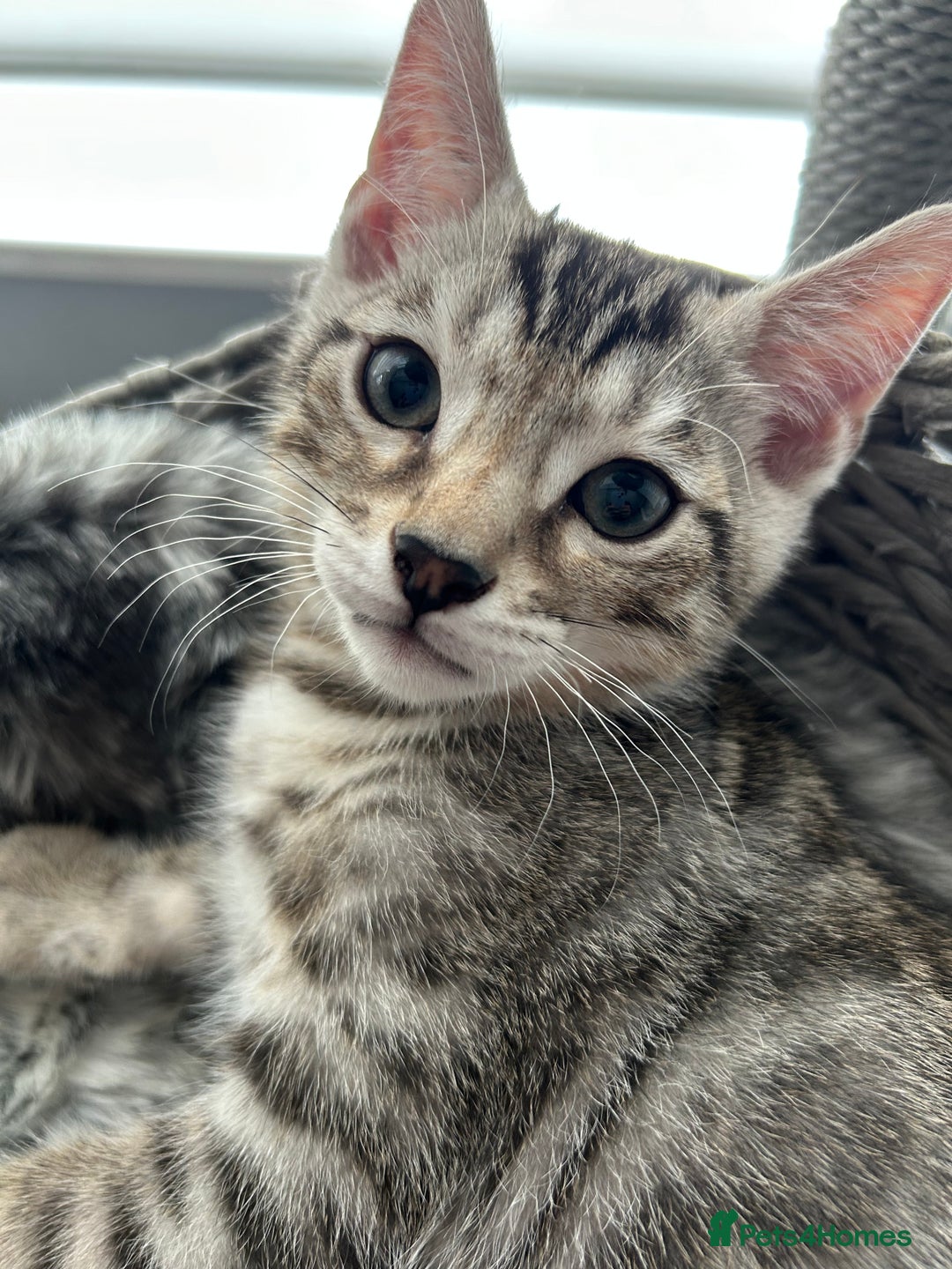 Bengal cats for sale: Bengal Kitten for Sale – Playful and Independent!  - Image 1