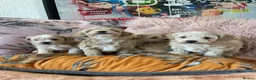 Maltipoo dogs for sale: Toy Maltipoos  - Advert 8