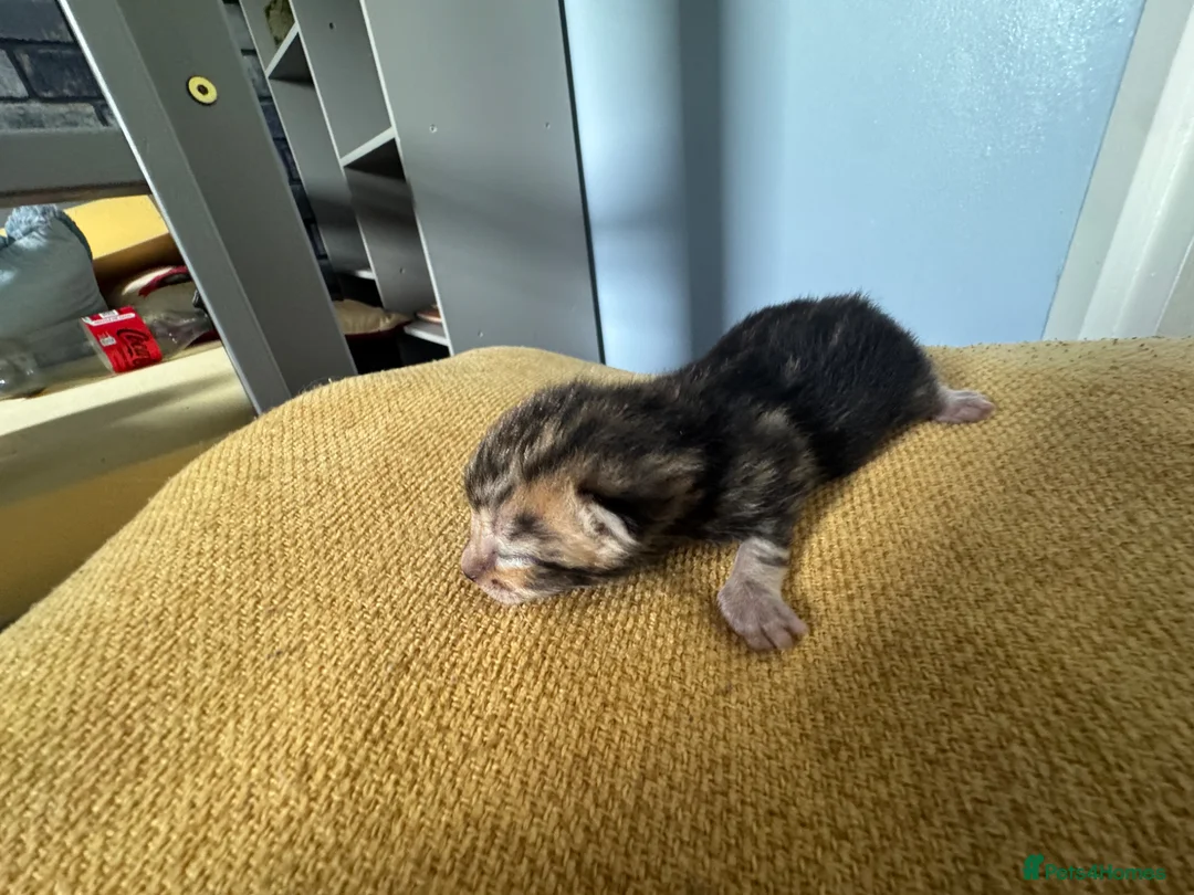 Bengal cats for sale: 3/4 blue bengal  kittens - Advert 36