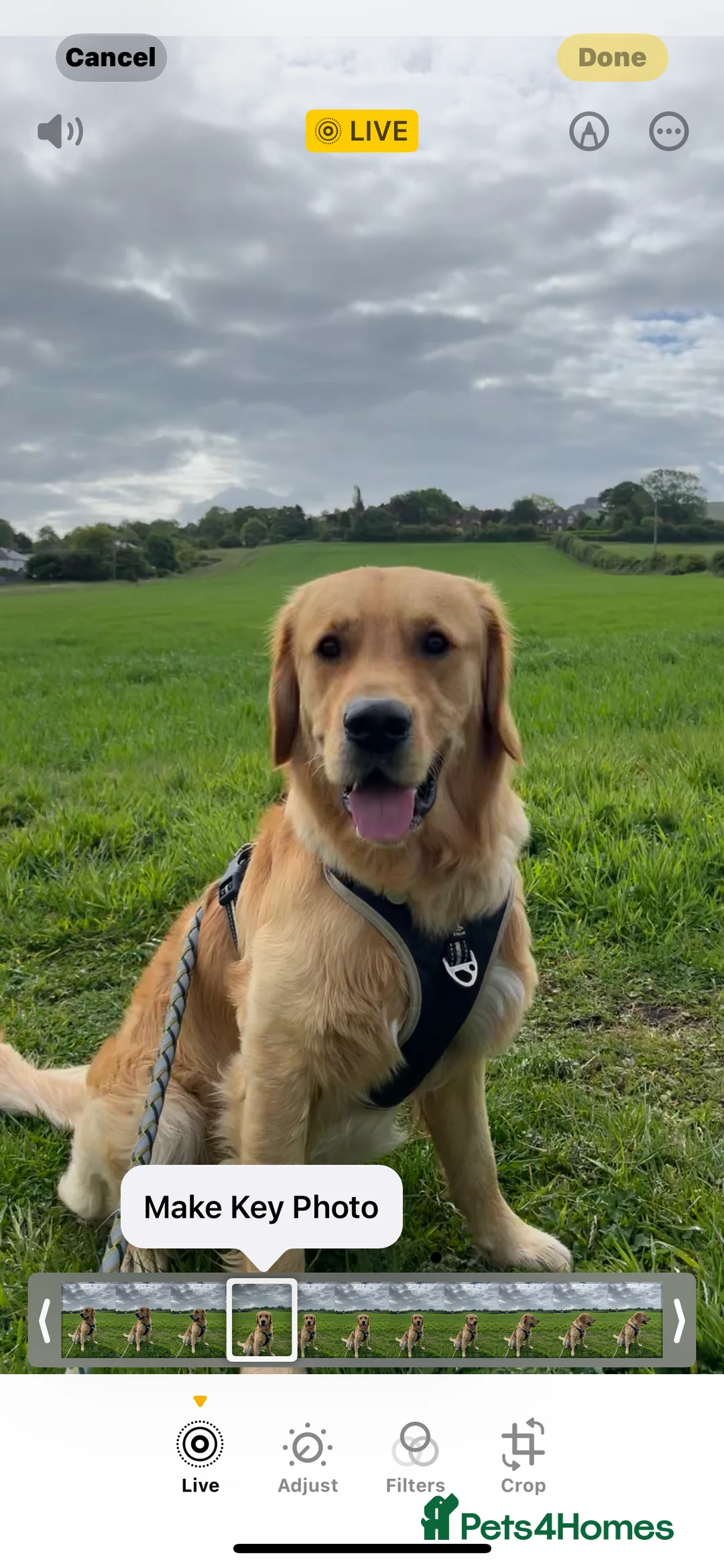 Golden Retriever dogs for stud: Frank is ready to be a Stud dog - Advert 6
