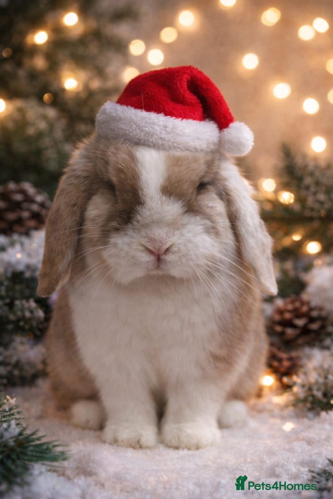 Mini Lop rabbits for sale: Choc Sallander Extreme Looking for a Special Home  - Advert 6