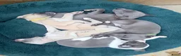 Whippet dogs for sale: Gorgeous Whippets Ready for forever Home - Advert 31