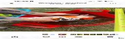 Koi Carp fish for sale: Koi carp XL  in Wrexham - Advert 2