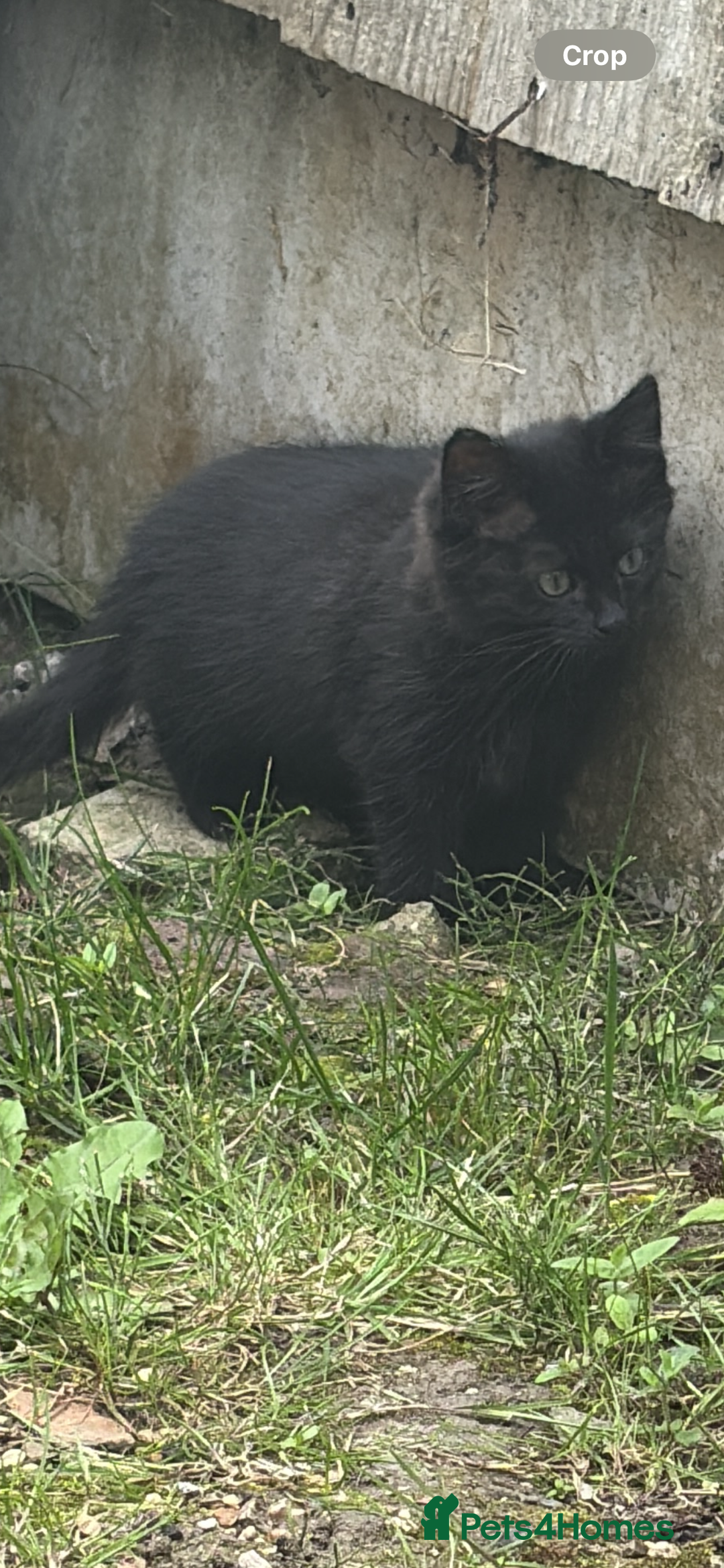 Mixed Breed cats for sale: Last female kitten for sale - Image 3