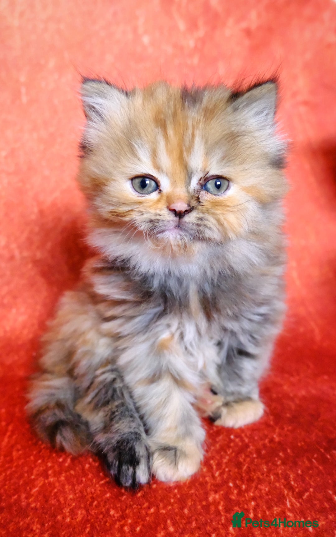 Persian cats for sale: Beautiful Kittens Looking for Forever Homes - Image 5