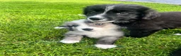 Bernese Mountain Dog dogs for sale: Beautiful Bordernese Puppies - Advert 4