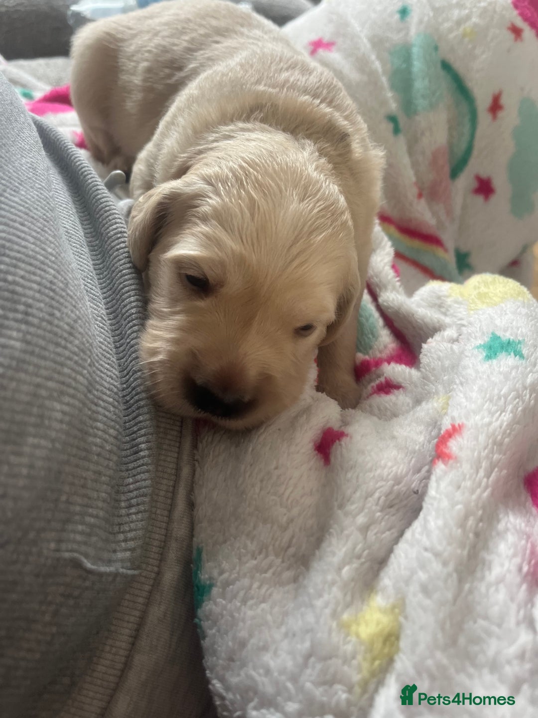 Golden Retriever dogs for sale: Pure bred Golden Retriever puppies - Image 17