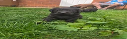 Labrador Retriever dogs for sale: Black KC registered labradors for sale  in Wellingborough - Advert 13