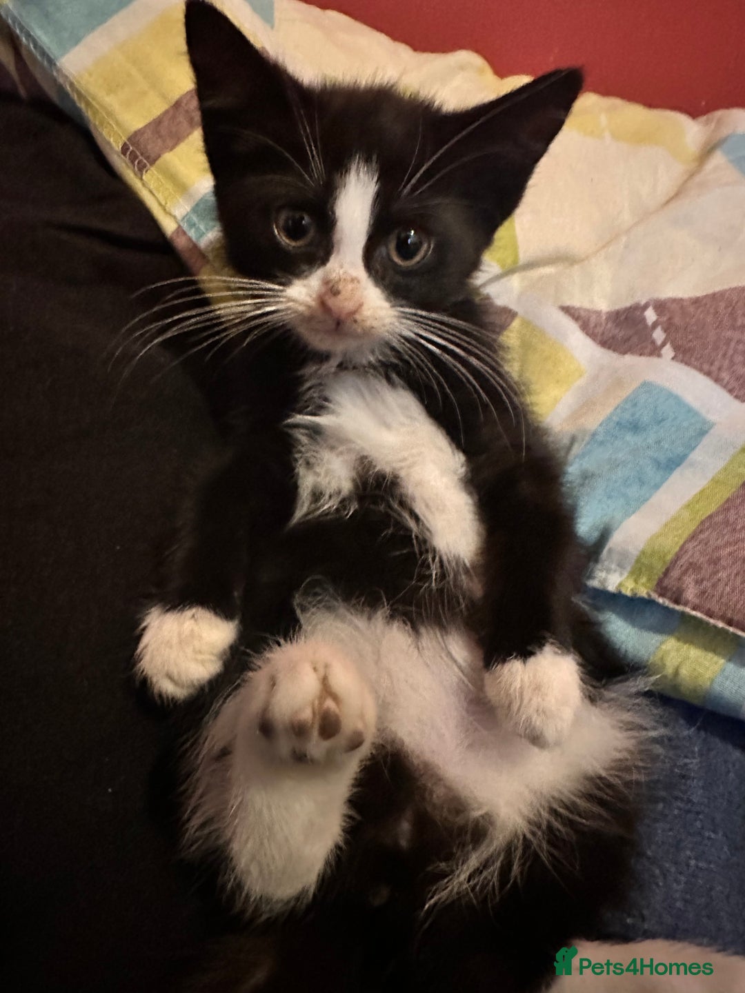 Mixed Breed cats for sale: Hybrid-Breed Kittens Available – Raised With Love - Advert 20