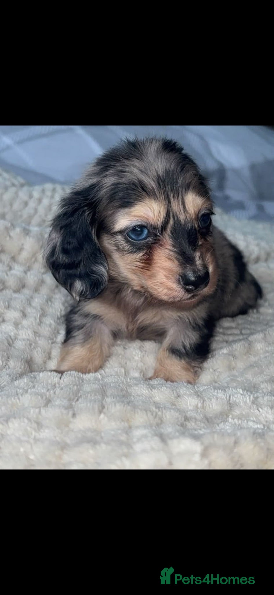 Miniature Dachshund dogs Mini dachshunds  - Advert 3