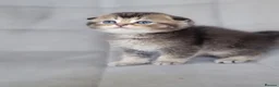 Scottish Fold cats for sale: Beautiful and healthy Scottish fold kittens - Advert 37