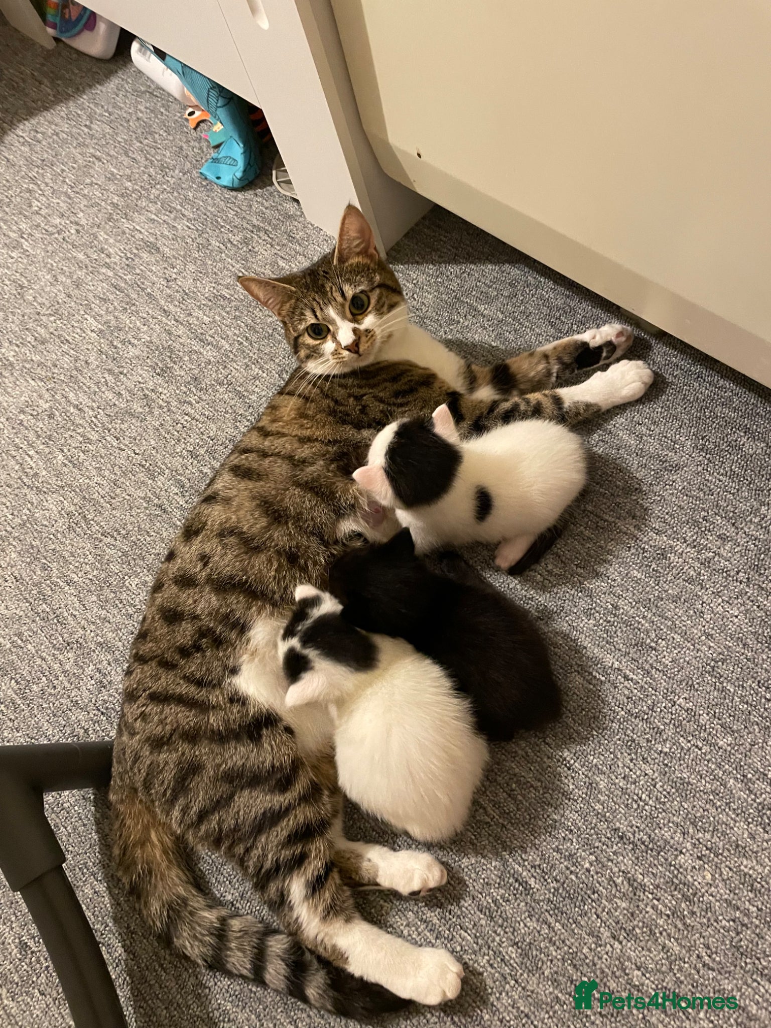 Mixed Breed cats 1 male, mix breed, black and white                 - Advert 10