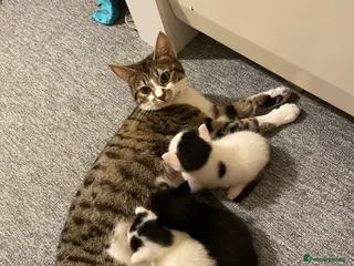 Mixed Breed cats 1 male, mix breed, black and white - Advert 1