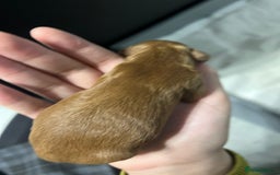 Cockapoo dogs for sale: Adorable Cockapoo Pups Ready Soon for Loving Homes - Image 3