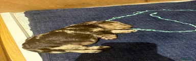 Cockapoo 2