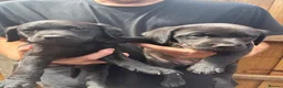 Labrador Retriever dogs for sale: Beautiful healthy Labrador puppies  in Leicester - Advert 8
