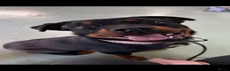 Rottweiler dogs for sale: Rehoming Rottweiler  - Advert 5
