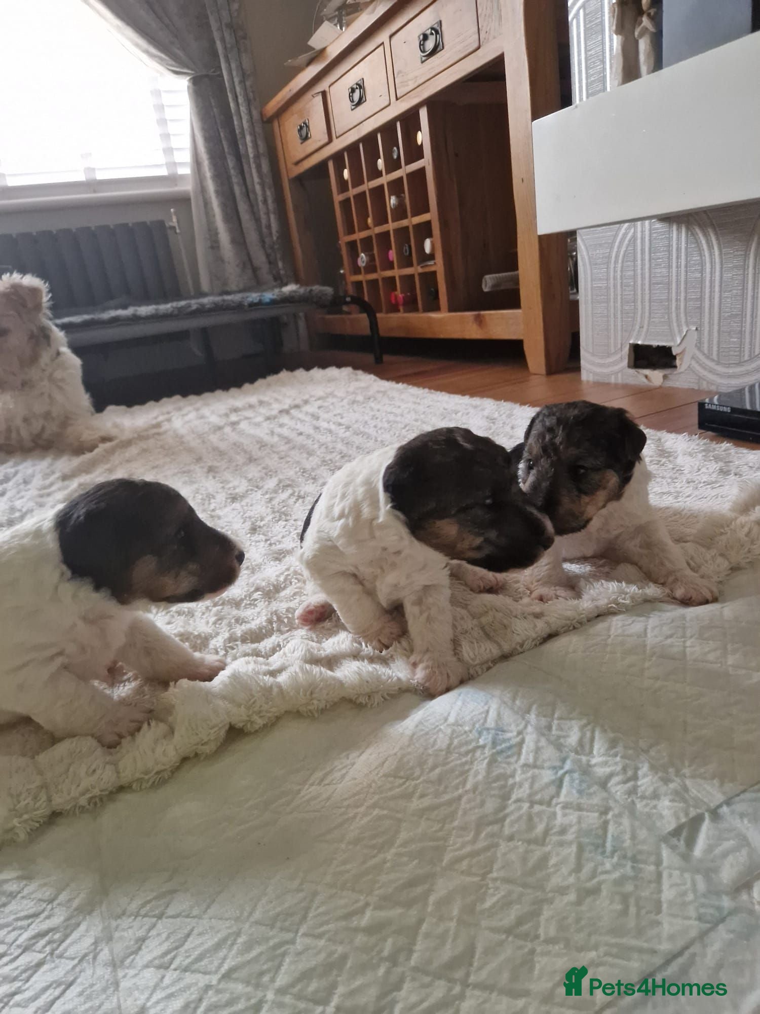 Fox Terrier dogs Wired fox terrier puppies  - Advert 5