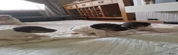 Fox Terrier dogs for sale: Wired fox terrier puppies  - Advert 10