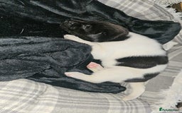 Mixed Breed dogs for sale: American akita x staffy pups for sale  - Image 9