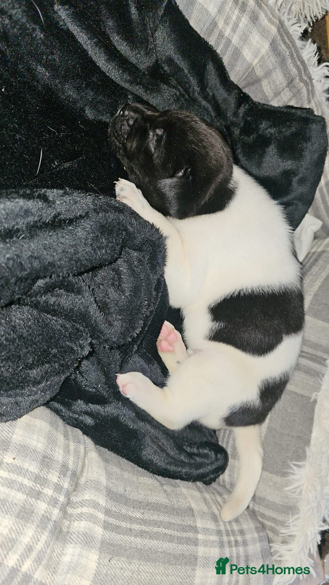 Mixed Breed dogs for sale: American akita x staffy pups for sale  - Image 9