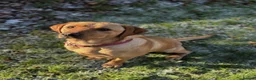 Labrador Retriever dogs for sale: Chunky Labrador Puppies ready for new homes 2wks  in Thetford - Advert 13
