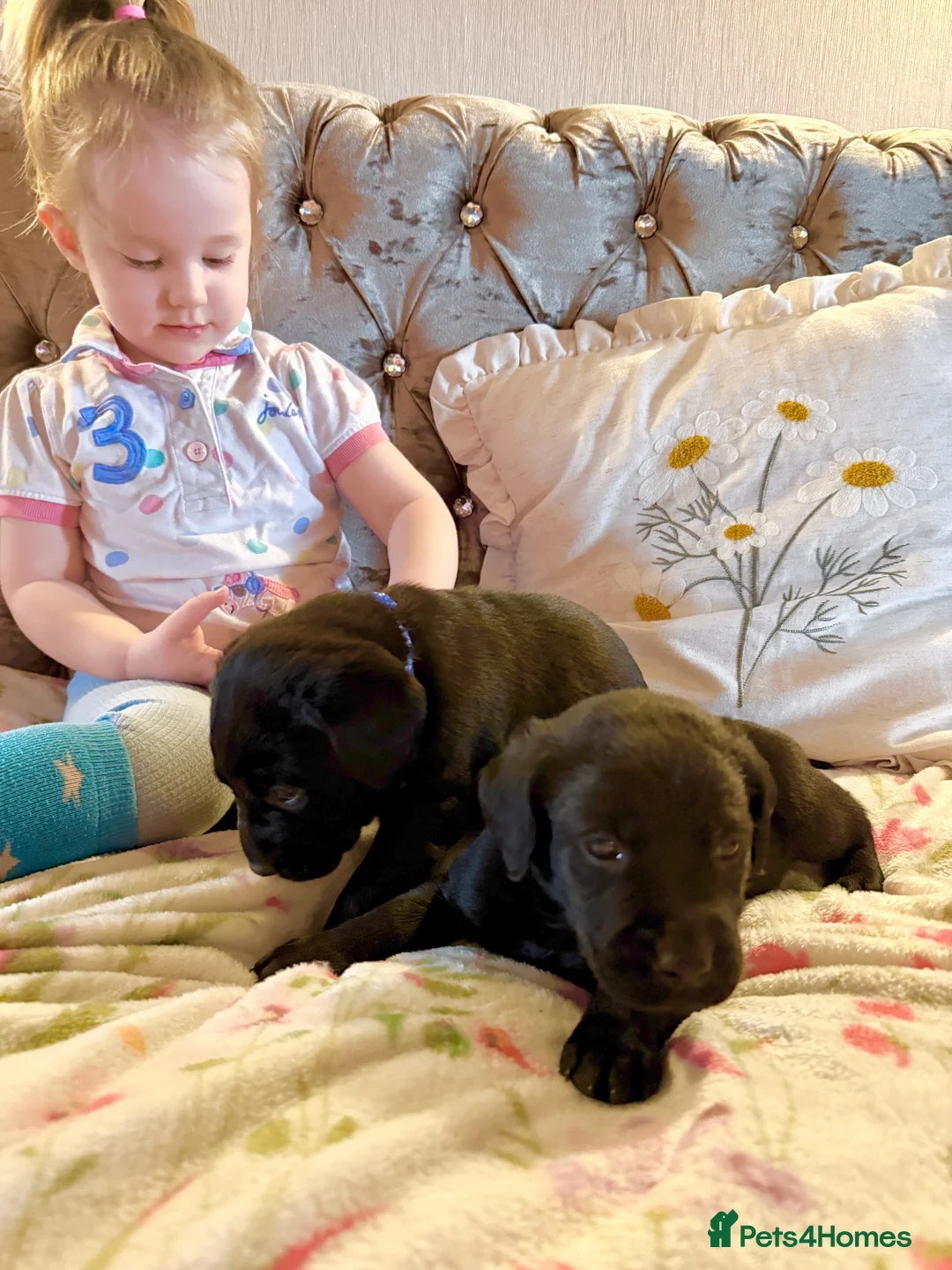 Labrador Retriever dogs for sale: KC Labrador puppies  - Advert 10